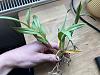 Persistent white mold on Epidendrum roots-epidendrum-1-jpg