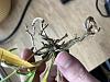 Persistent white mold on Epidendrum roots-epidendrum-2-jpg
