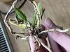 Persistent white mold on Epidendrum roots-epidendrum-3-jpg