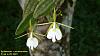 Orchids around the Yard.-dsc08560-epidendrum-nocteburneum-share-jpg