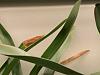 Brassia new growth yellowing-img_7441-jpg