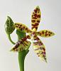 Phalaenopsis lamelligera-cff1bd6a-9258-4b44-9f3d-46d415695429-jpg