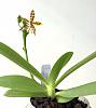 Phalaenopsis lamelligera-1dcc09e4-818f-4c70-ab47-629d724cf682-jpg