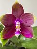 Phalaenopsis Mituo King Bellina-d6b12d70-af33-48d9-9412-c339b057c2e0-jpg