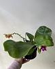 Phalaenopsis Mituo King Bellina-946e0e9a-bdab-4135-9b5c-27b5d70605a4-jpg