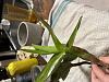 Dendrobium phal losing leaves - help!!-img_5174-jpg