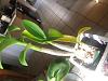 Dendrobium Losing Leaves, but has new growth-img_4376-jpg
