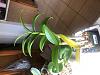 Dendrobium Losing Leaves, but has new growth-img_4374-jpg
