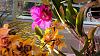Cattleyas in Flower-20231127_084012-jpg