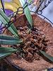 Bulbophyllum Elizabeth Ann 'Buckleberry' - am I doing it right?-pxl_20231202_171401655-jpg