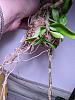 Dendrobium aphyllum - when to stop watering?-pxl_20231202_172118361-jpg
