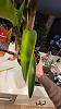 Hard Cane Dendrobium brown leaf spotting and yellowing-20231202_212749-jpg