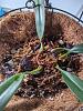 Bulbophyllum Elizabeth Ann 'Buckleberry' - am I doing it right?-pxl_20231210_165300885-jpg