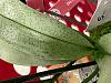 Phalaenopsis hybrid?-img_3781-jpg