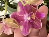 Phalaenopsis hybrid?-img_3782-jpg