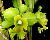 Blc. Ports Of Fortune 'Dragon King'-fortune2-jpg