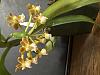 Gastrochilus rutilans repot now or later?-img_3598-jpg