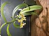 Gastrochilus rutilans repot now or later?-img_3595-jpg