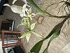 Encyclia chimborazoensis bloom-img_3599-jpg