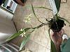 Encyclia chimborazoensis bloom-img_3600-jpg