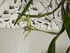 Encyclia chimborazoensis bloom-img_3602-jpg