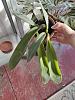 Bulbophyllum phaleonopsis minimum temperature?-img_20231221_082714-jpg