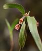 Orchid ID #4 Colombia-091a1279_filtered-jpg