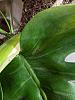 Dealing with rescued phalaenopsis-pxl_20231231_220734525-jpg