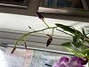 Dendrobium Phal buds failing to mature-img_8727-jpg