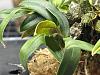 Dendrobium Hekouense - Confused on behavior and leaves-img_9574-jpg