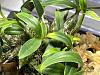Dendrobium Hekouense - Confused on behavior and leaves-img_9575-jpg