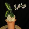 Sedirea (Phalaenopsis) japonica Nagoran-no-Shima-insta-sedirea-1-jpg