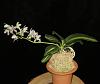 Sedirea (Phalaenopsis) japonica Nagoran-no-Shima-insta-sedirea-2-jpg