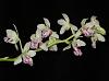 Sedirea (Phalaenopsis) japonica Nagoran-no-Shima-insta-sedirea-3-jpg