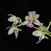 Sedirea (Phalaenopsis) japonica Nagoran-no-Shima-insta-sedirea-4-jpg