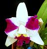 Cattleya Purple Cascade 'Beauty Of Perfume'-purpl1-jpg