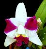 Cattleya Purple Cascade 'Beauty Of Perfume'-purpl2-jpg