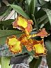 Finally new growth and bloom-psychopsis-mariposa-peloric-1-20-24-jpg