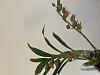 morm Roehampton's flame-img_4867-jpg
