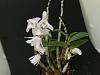 Dendrobium moniliforme 'Kinboshi' &#37329;&#26143;-kinboshi-1-jpg