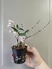 Dendrobium moniliforme 'Kinboshi' &#37329;&#26143;-0134af87-ea46-4c43-be23-7200e4e8cbab-jpg