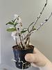 Dendrobium moniliforme 'Kinboshi' &#37329;&#26143;-15b5a606-7d61-494e-b6af-7b2f0b1523dd-jpg