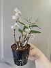 Dendrobium moniliforme 'Kinboshi' &#37329;&#26143;-1fa79e16-c5ce-4295-bfd9-942beabaaff9-jpg