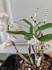 Dendrobium moniliforme 'Kinboshi' &#37329;&#26143;-e28f12b4-94a0-4571-b729-46909983ee32-jpg