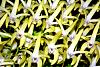 Dont give up -or- Orchid teach patience-dendrobium-speciosum250-copy-jpg