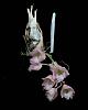 Clowesia rosea-cl-rosea-1-jpg