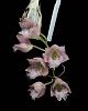 Clowesia rosea-cl-rosea-2-jpg