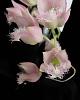 Clowesia rosea-cl-rosea-3-jpg