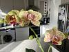 Currently blooming in my collection-img_8933-jpg