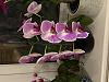 Currently blooming in my collection-img_9012-jpg